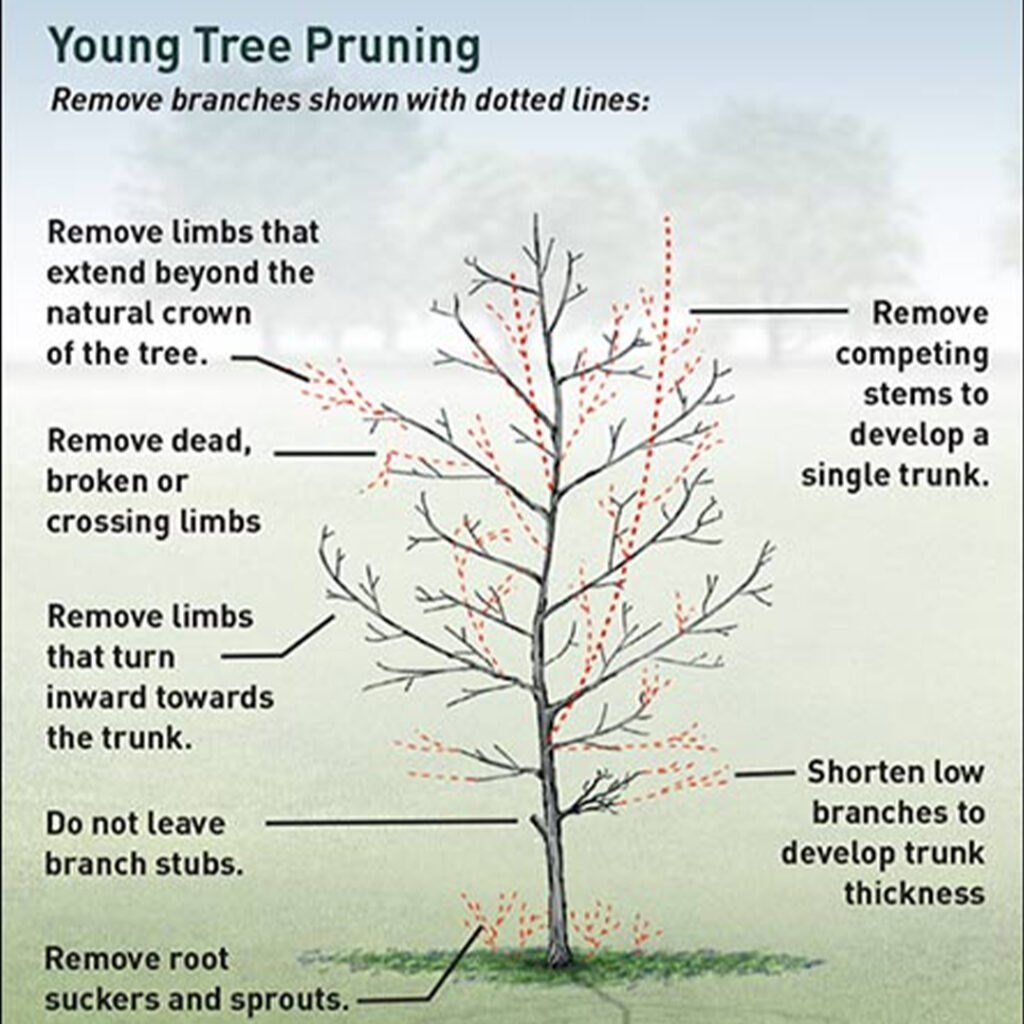 011-pruning 2